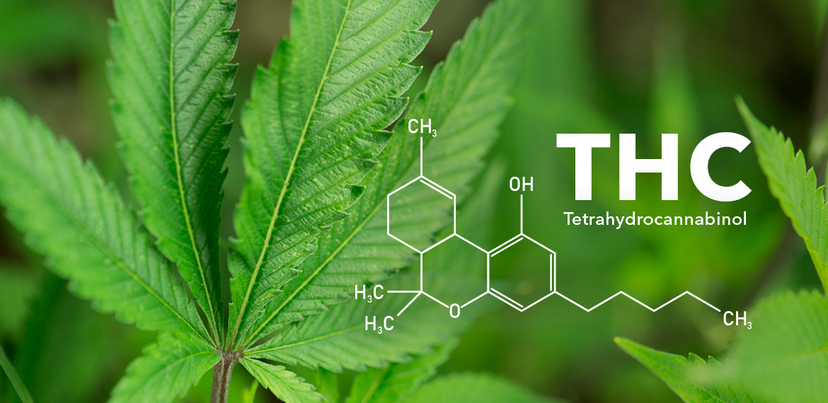 thc header coffeeshop the future apeldoorn